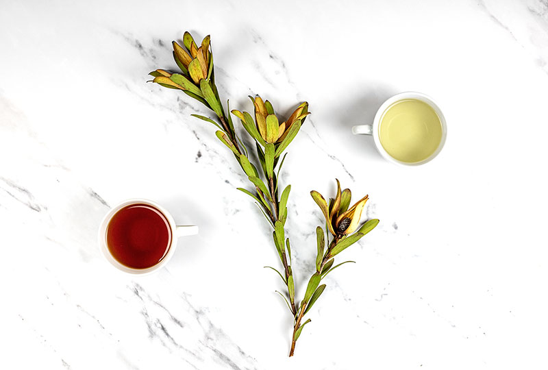 White Tea vs Black Tea Breakdown