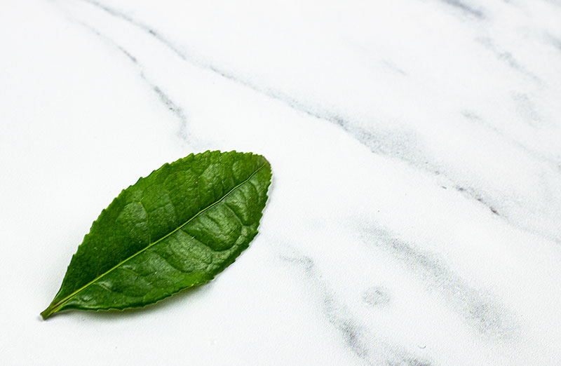 Fresh green tea leaf
